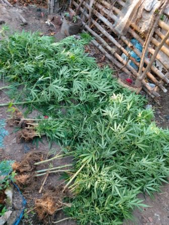 Siguen cultivando marihuana en tiempos de covid-19