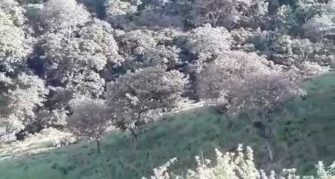 Video | Momento en que «coyotes» cruzan a migrantes a Guatemala en medio de la pandemia