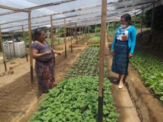 Huertas familiares | Un paso hacia la seguridad alimentaria