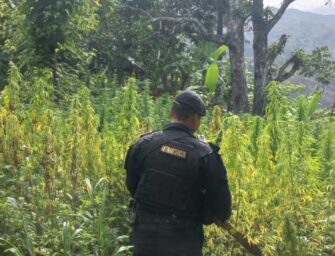 Localizan marihuana y cocaína en Chiquimula y Escuintla