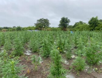 PNC supera los Q976 millones en golpes al narco por erradicación de cultivos ilícitos en 2025