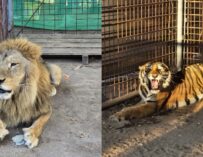 Trasladan tigre y león rescatados durante allanamientos en El Progreso