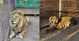 Trasladan tigre y león rescatados durante allanamientos en El Progreso