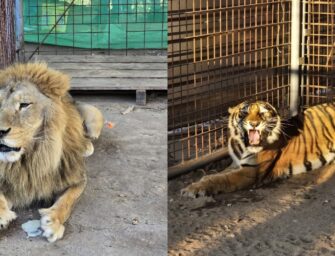 Trasladan tigre y león rescatados durante allanamientos en El Progreso