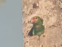 Protegen 25 nidos de loro cabeza amarilla en Punta de Manabique