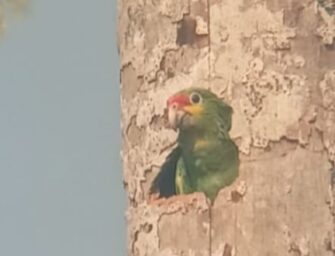 Protegen 25 nidos de loro cabeza amarilla en Punta de Manabique
