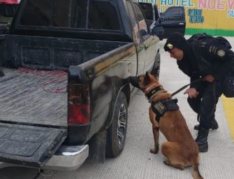 Agente canino K-9 Dino localiza 50 kilos de cocaína