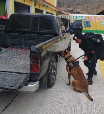 Agente canino K-9 Dino localiza 50 kilos de cocaína