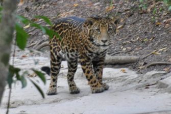 Jaguar se deja ver por turistas en el parque de Tikal