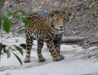 Jaguar se deja ver por turistas en el parque de Tikal