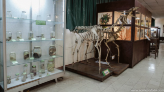 ¿Qué podrás observar durante la noche de los museos?
