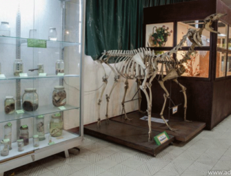 ¿Qué podrás observar durante la noche de los museos?