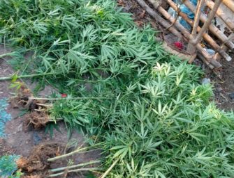 Siguen cultivando marihuana en tiempos de covid-19