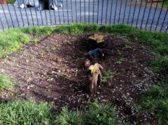 Árbol plantado por el hermano Pedro está brotando de nuevo