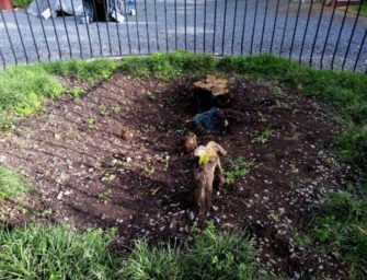 Árbol plantado por el hermano Pedro está brotando de nuevo