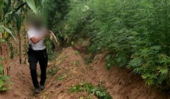 Erradican marihuana valorada en Q1.1 millones