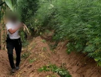 Erradican marihuana valorada en Q1.1 millones