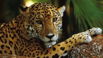 Video | Un jaguar recupera su hábitat en Naachtún en Petén