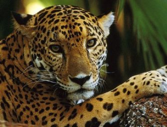 Video | Un jaguar recupera su hábitat en Naachtún en Petén