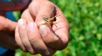 Realizan intervenciones vía terrestre y aérea para disminuir langosta