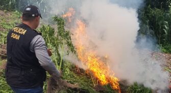 Incineran 29 mil matas de marihuana