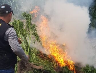 Incineran 29 mil matas de marihuana