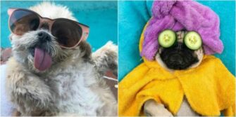 Quizá creas que estas cosas le gustan a tu perro, pero no