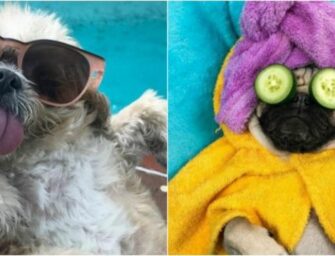 Quizá creas que estas cosas le gustan a tu perro, pero no
