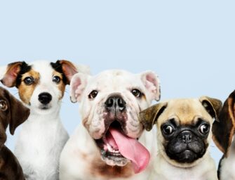 Vacuna gratis a tu perro contra la rabia, ¡te decimos cómo!