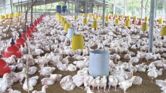 Sector avícola centroamericano espera crecer en 2021 pese a pandemia