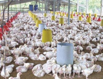 Sector avícola centroamericano espera crecer en 2021 pese a pandemia