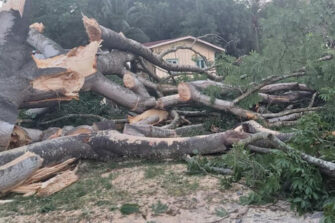 Hombres fueron arrestados por cortar Ceiba con motosierras