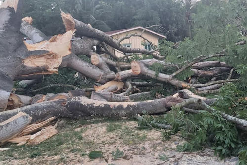 Ceiba