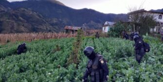 Encuentran y erradican amapola valorada en más de Q266 millones