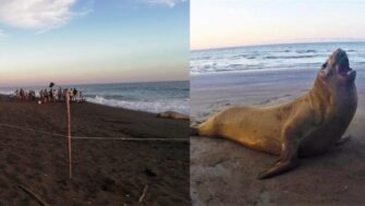 Ayudan a regresar al mar a elefante marino en el puerto de San José
