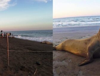 Ayudan a regresar al mar a elefante marino en el puerto de San José