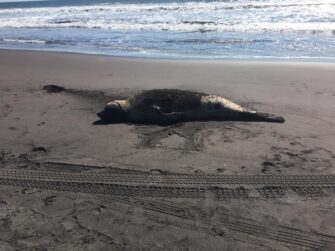VIDEO | Aparece otro elefante marino en Tilapa