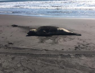 VIDEO | Aparece otro elefante marino en Tilapa
