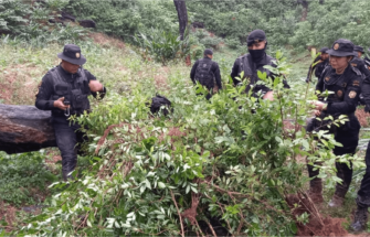Autoridades destruyen plantaciones de coca en Izabal y Petén