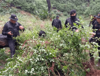 Autoridades destruyen plantaciones de coca en Izabal y Petén