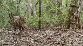 Buscan establecer cuántos jaguares viven en la selva petenera