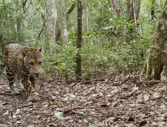 Buscan establecer cuántos jaguares viven en la selva petenera
