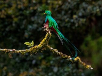 #ConoceTuPaís: Baja Verapaz es tierra de quetzales y vestigios mayas