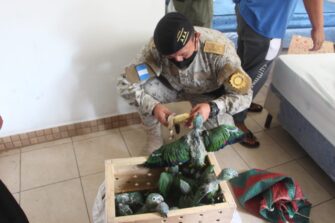 Encuentran a 54 loros abandonados en hotel de Petén