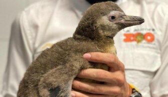 Presentan a bebé pingüino nacido en el zoológico La Aurora