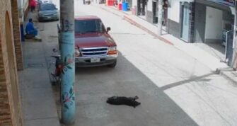 VIDEO | Piloto pasa sobre un perrito causándoles daños graves