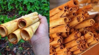 ¿Cómo se obtiene la canela?