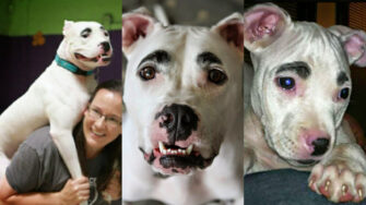 Conoce la historia de Simón y sus increíbles cejas