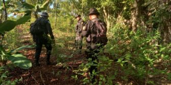 Erradican 417 mil 681 matas de coca en Petén