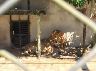 León se escapa de su jaula y mata a empleado de turicentro